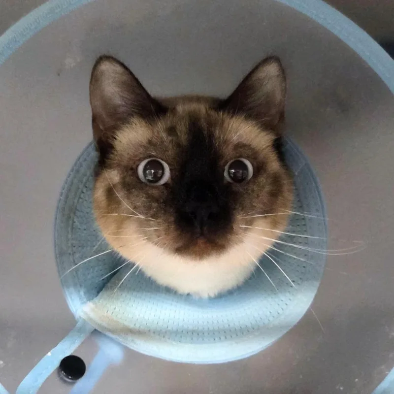 A young medium-sized female Gray / Blue / Silver Siamese cat named Fresco for adoption in Sheridan, WY