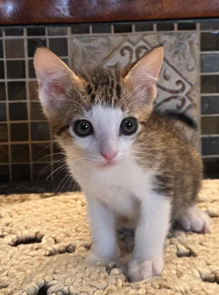 A baby small-sized male Tabby (Brown / Chocolate) Domestic Short Hair cat named Bahama for adoption in Green Valley, AZ