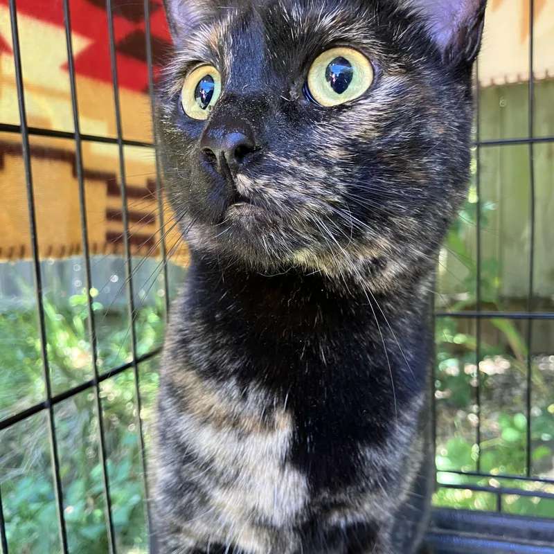 An adult medium-sized female Tortoiseshell cat named Venus for adoption in Oakland, CA