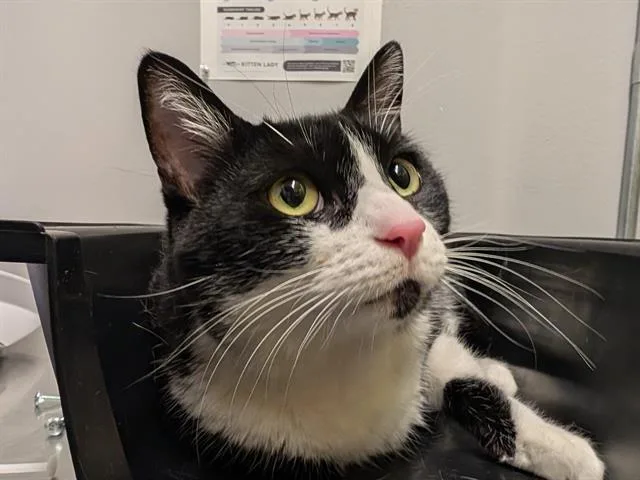 An adult medium-sized male Domestic Short Hair cat named Poki for adoption in Kent, WA