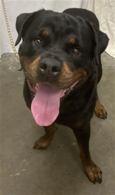 A young large-sized male Rottweiler dog named Sheriff for adoption in Rosenberg, TX