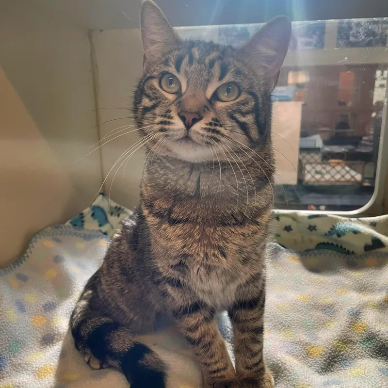 A young medium-sized female Tabby (Brown / Chocolate) Domestic Short Hair cat named Bubbles for adoption in Rochester, MN