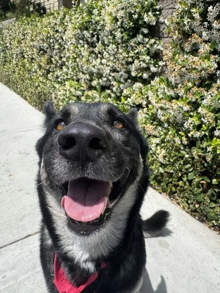 An adult medium-sized female Shepherd dog named Lovebug for adoption in San Diego, CA