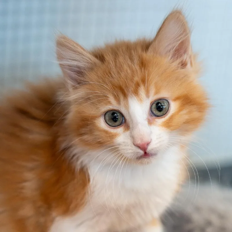 A baby small-sized female Orange / Red Domestic Long Hair cat named Fanta for adoption in Durango, CO