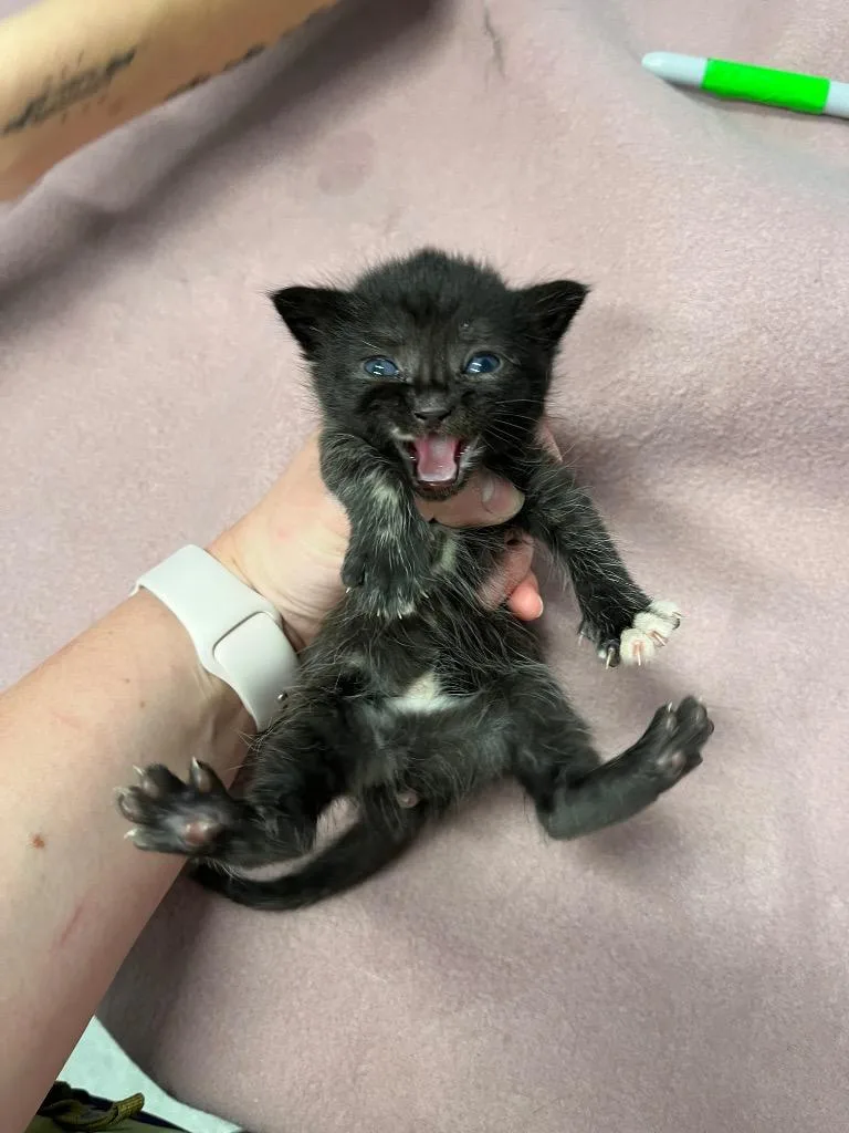 A young medium-sized female Domestic Short Hair cat named Megan Meowllally for adoption in Bloomington, IN