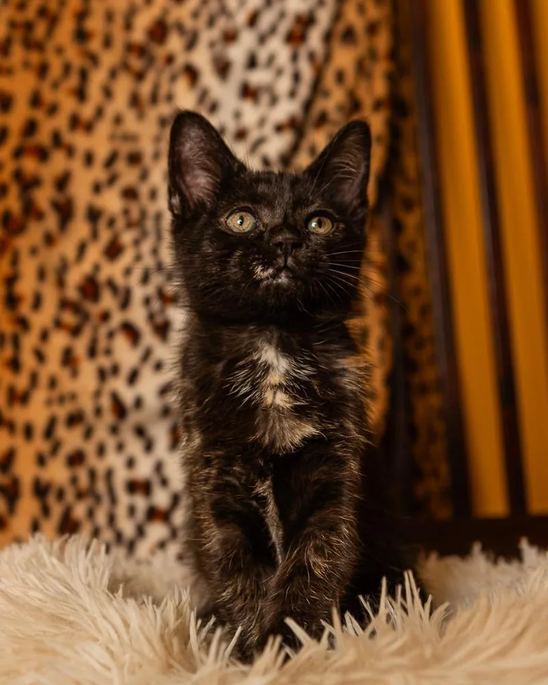 Megan Meowllally thumbnail 3