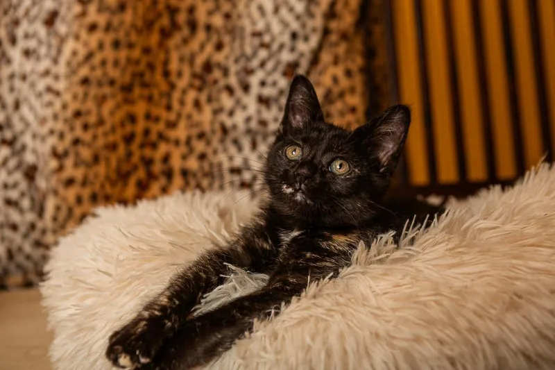 Megan Meowllally thumbnail 5