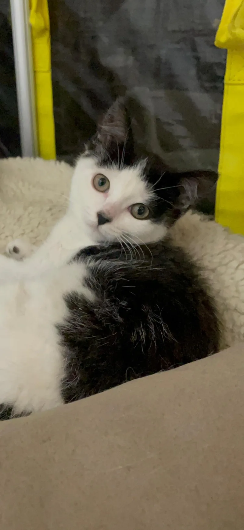 A baby medium-sized female Black & White / Tuxedo Domestic Short Hair cat named Katara for adoption in Old Bridge, NJ