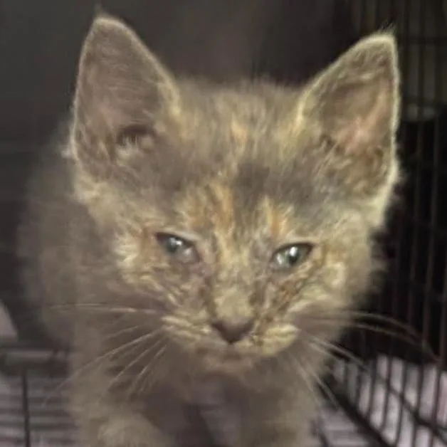 A baby small-sized female Tortoiseshell Domestic Short Hair cat named Golddust for adoption in Gordonsville, TN