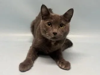 An adult small-sized female Domestic Short Hair cat named Mochi for adoption in Golden Valley, MN