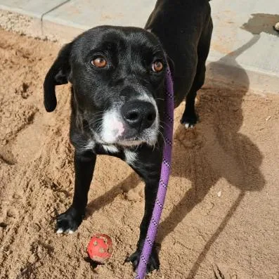 An adult medium-sized female Black Mixed Breed dog named Elena for adoption in Fort Collins, CO
