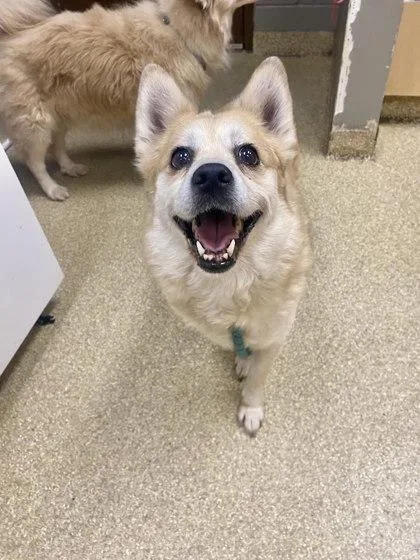 An adult large-sized female Mixed Breed dog named Emma Holmes for adoption in Munster, IN