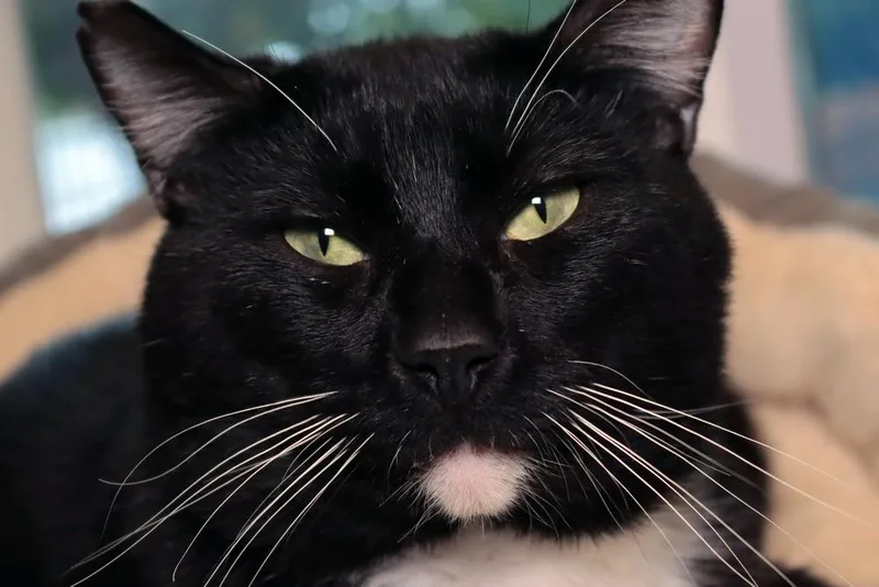 An adult large-sized male Black & White / Tuxedo Domestic Short Hair cat named Anders for adoption in Vancouver, WA