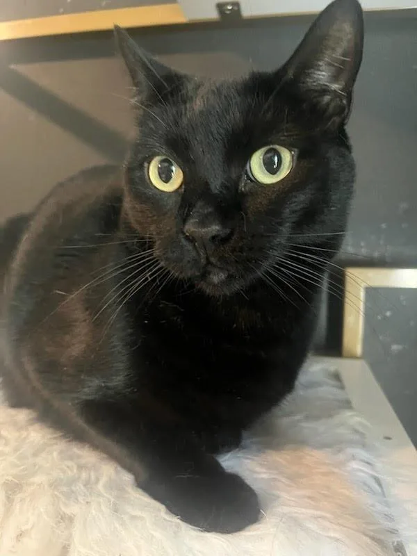 A young medium-sized male Bombay cat named Otis for adoption in Los Angeles, CA