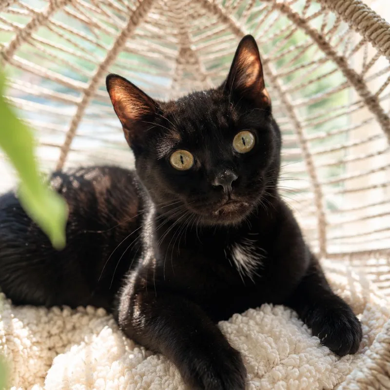 An adult small-sized female Black Domestic Short Hair cat named Helena for adoption in Pasadena , MD