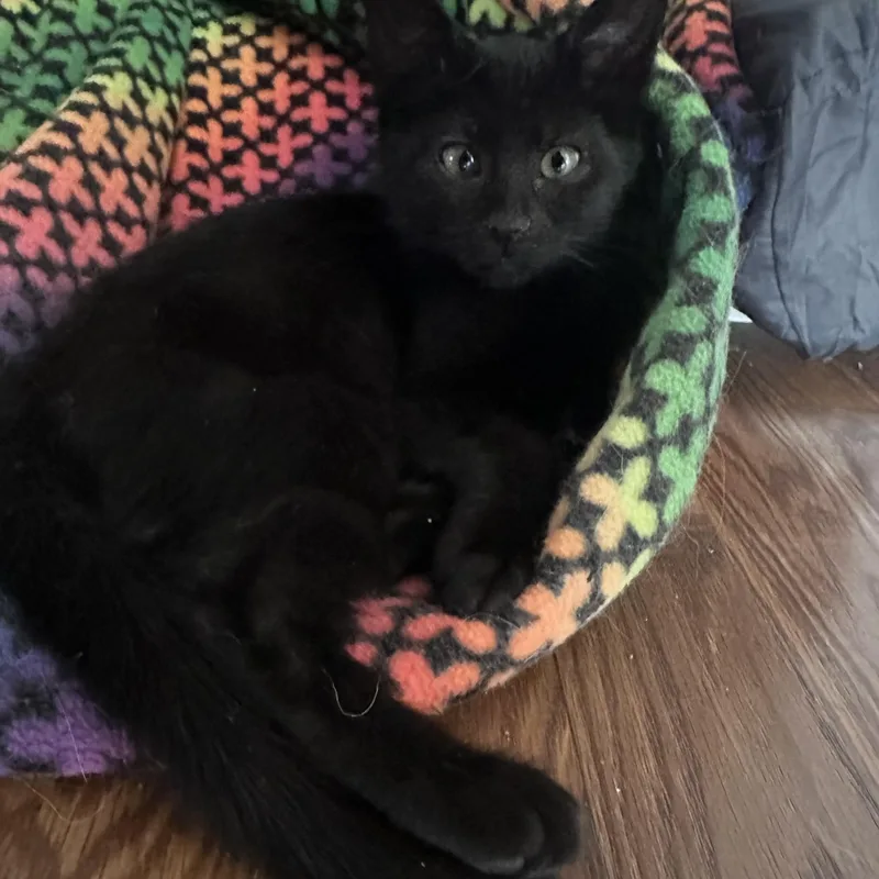 A baby medium-sized female Domestic Short Hair cat named Anise for adoption in Davis, CA