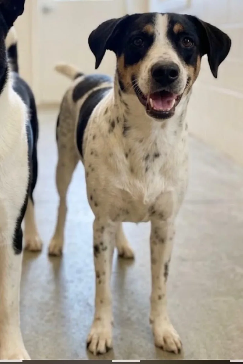 A young medium-sized male Mixed Breed dog named Corn for adoption in Windsor, CO