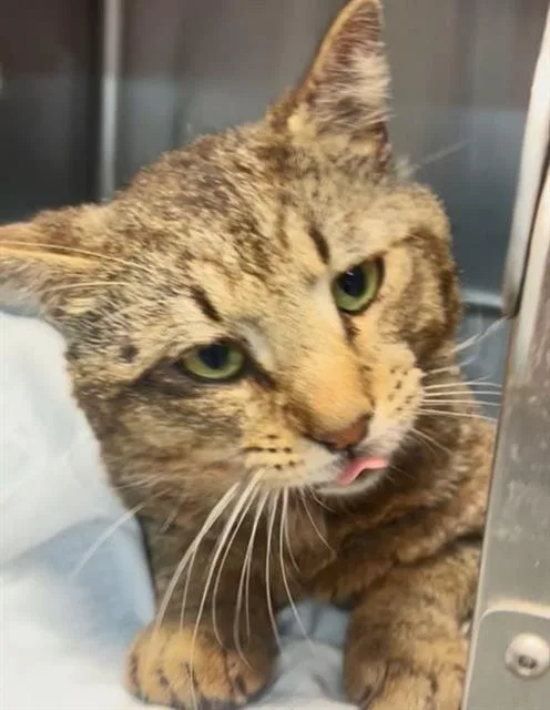 A young small-sized male Domestic Short Hair cat named Johnny Ringo for adoption in Jacksonville, FL