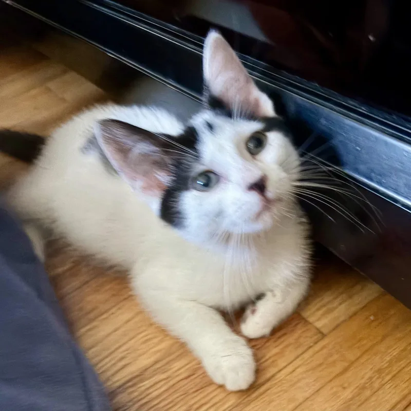 A baby medium-sized female Black & White / Tuxedo Domestic Short Hair cat named Firefly for adoption in Royal Oak, MI