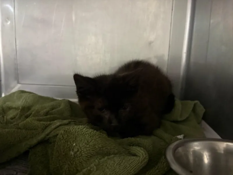 A baby medium-sized male Domestic Short Hair cat named Harold for adoption in Chatsworth, CA
