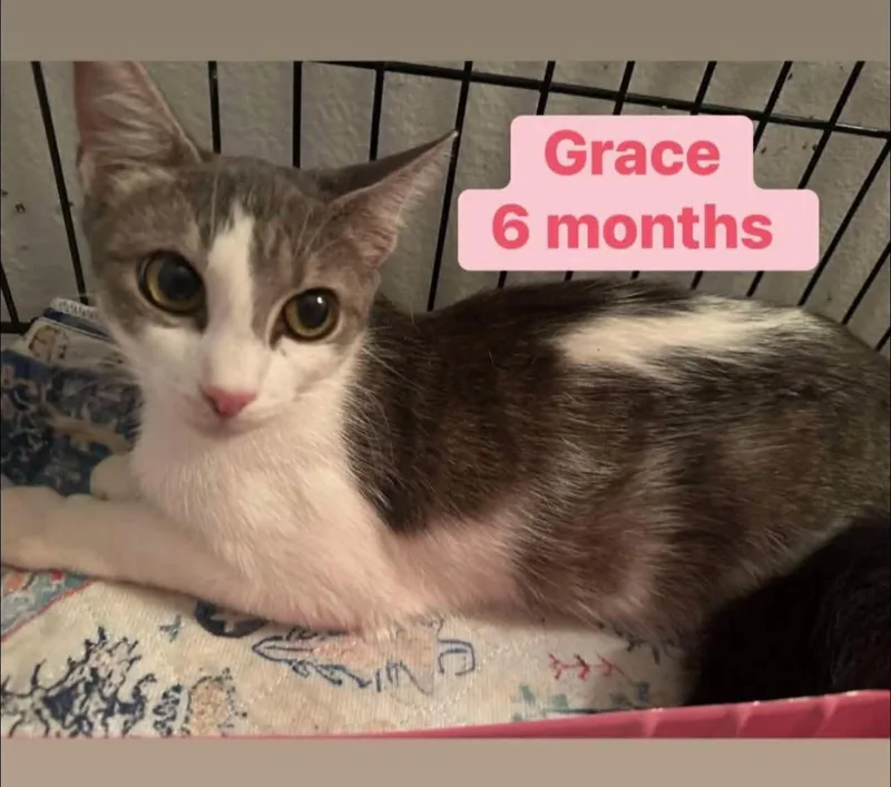 A young medium-sized female American Shorthair cat named Grace for adoption in Melbourne , FL