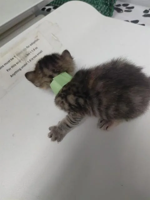 A baby small-sized female Domestic Short Hair cat named Elara for adoption in Saint Cloud, FL