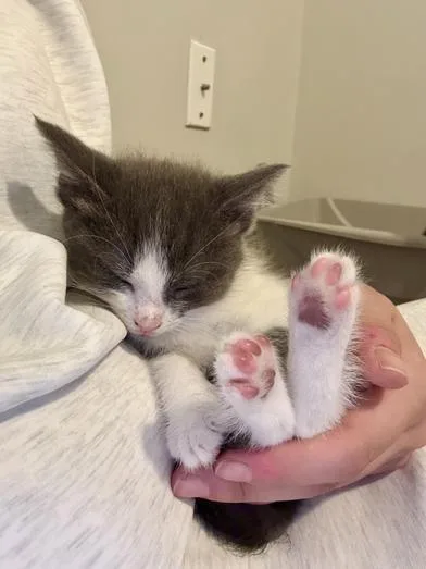 A baby medium-sized female Gray & White Domestic Short Hair cat named Moro for adoption in Liverpool, TX