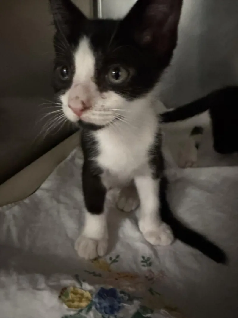 A baby small-sized male Domestic Short Hair cat named Captain for adoption in Las Vegas, NV