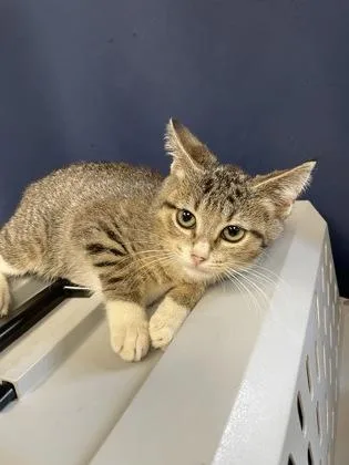 A baby small-sized female Domestic Short Hair cat named Jordan for adoption in Houston, TX