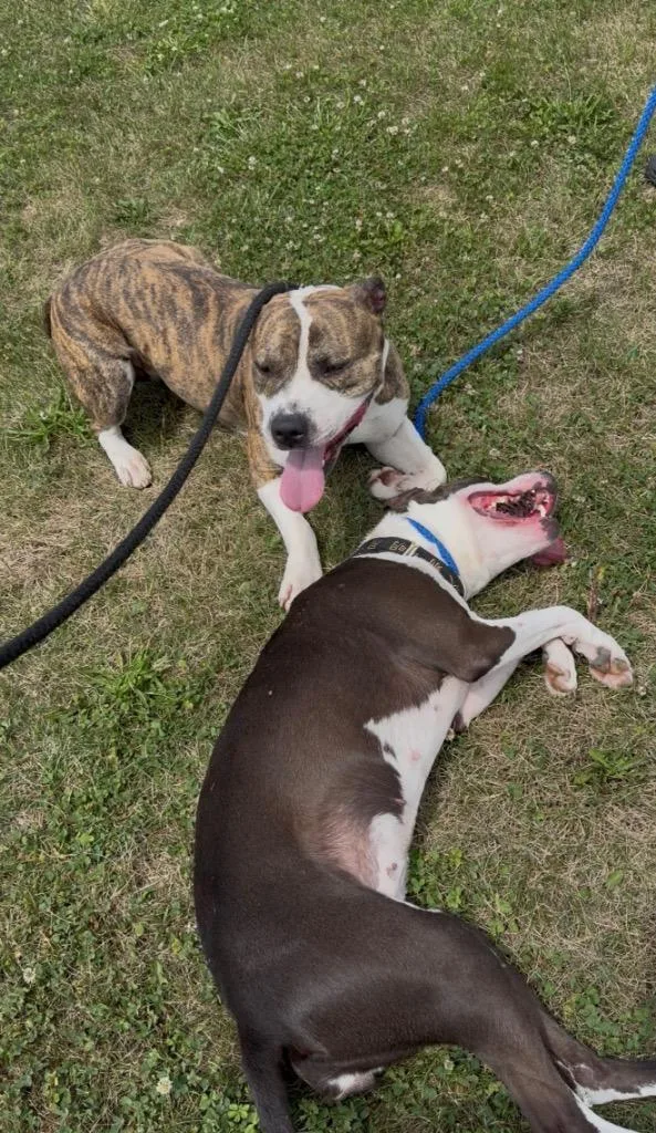 An adult medium-sized male American Staffordshire Terrier dog named Zeus for adoption in Pierceton, IN