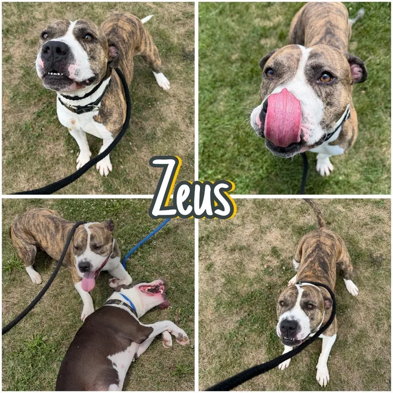 Zeus thumbnail 6
