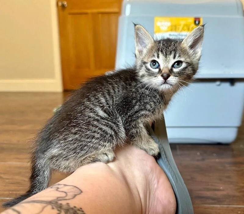 A baby medium-sized female Tabby (Tiger Striped) Domestic Short Hair cat named Jabberwocky for adoption in Kennewick, WA