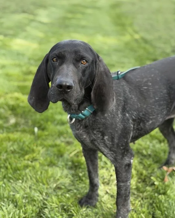 An adult medium-sized female Bluetick Coonhound dog named Glory for adoption in Lancaster, OH
