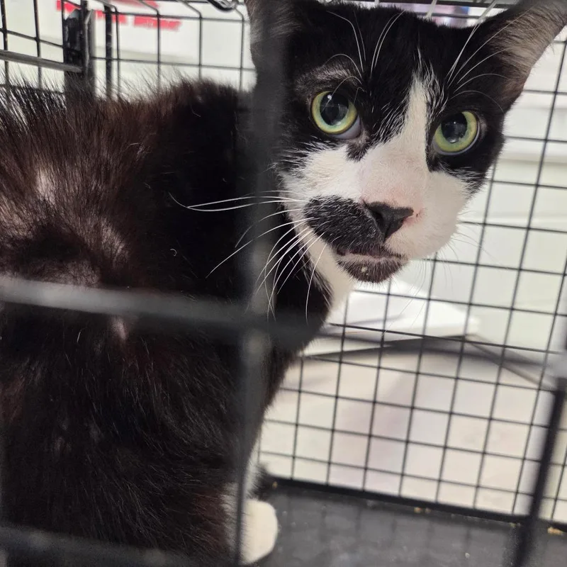 An adult small-sized male Black Domestic Short Hair cat named Sylvester for adoption in Chattanooga, TN