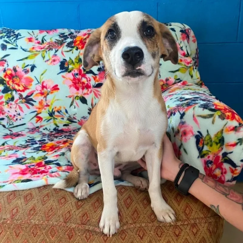 A young small-sized male Feist dog named Dingo for adoption in Dandridge, TN