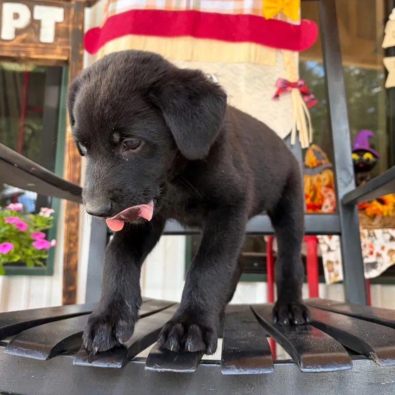 A baby small-sized male Black Labrador Retriever dog named Bubby for adoption in Evensville, TN