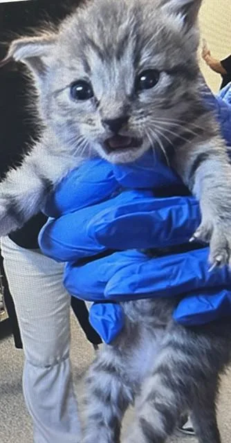 A baby medium-sized female Domestic Short Hair cat named A for adoption in Houston, TX