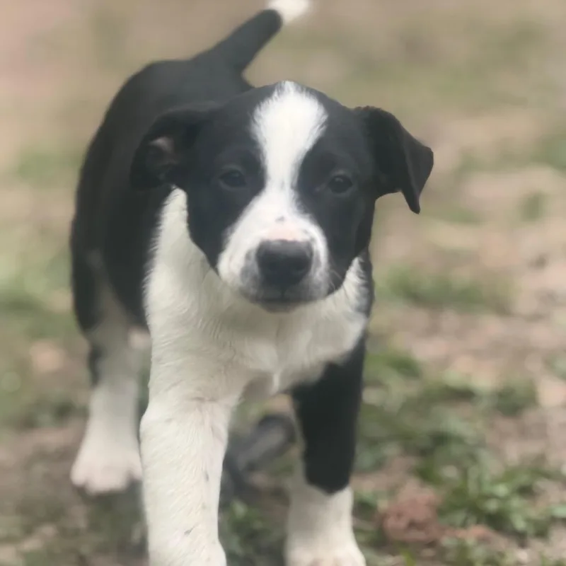A baby medium-sized male Black Australian Cattle Dog / Blue Heeler dog named Chunk for adoption in Centralia, WA