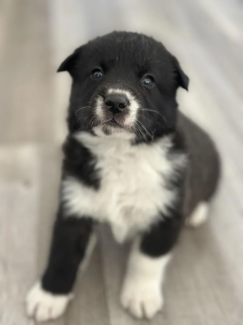 Puppy Caleb thumbnail 2