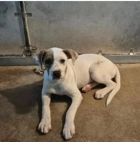 A baby medium-sized female Mixed Breed dog named Amara for adoption in West Chester, PA