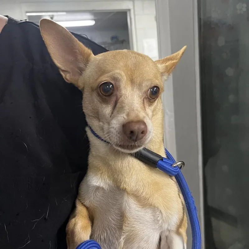 A senior small-sized female White / Cream Chihuahua dog named Tilly for adoption in Summerville, SC