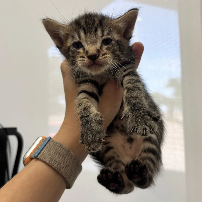 A baby small-sized female Brown / Chocolate Domestic Short Hair cat named Michelle for adoption in Corpus Christi, TX