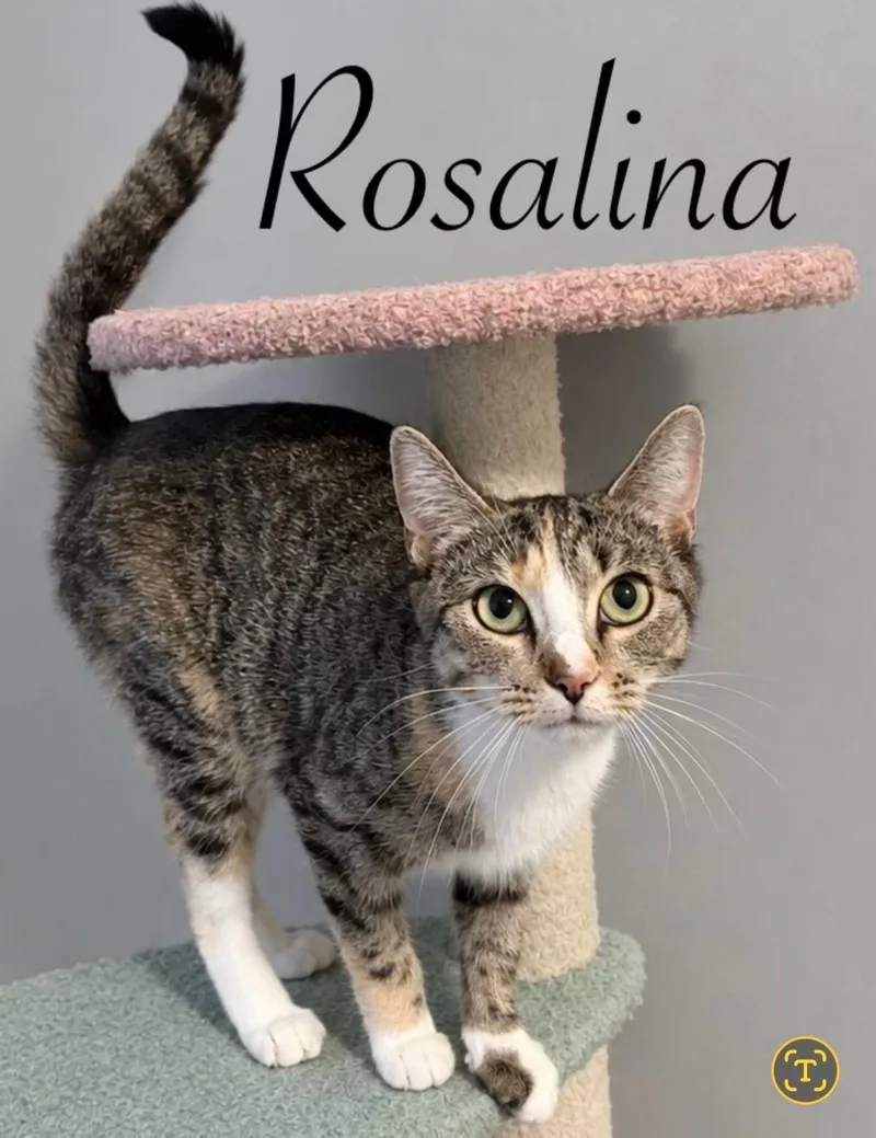 A young medium-sized female Domestic Short Hair cat named Rosalina for adoption in Naugatuck, CT