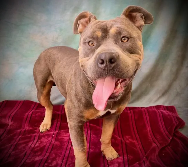 An adult large-sized male Pit Bull Terrier dog named Turtle for adoption in Salinas, CA