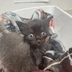 A baby small-sized female Domestic Short Hair cat named Salem Walsh for adoption in St. Louis, MO