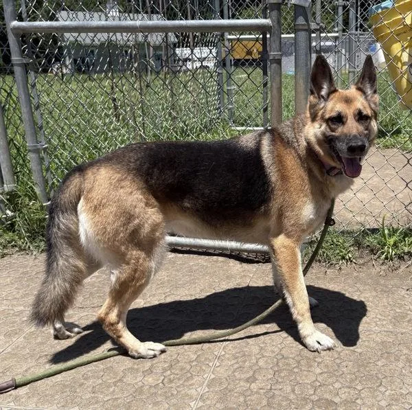 A senior large-sized female German Shepherd Dog dog named Zoey for adoption in Virginia Beach, VA