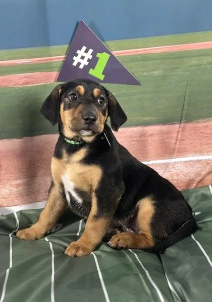 Cardinal thumbnail 2