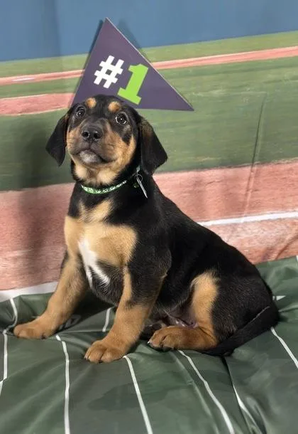 Cardinal thumbnail 3