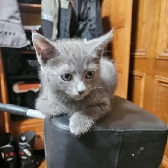 Gus