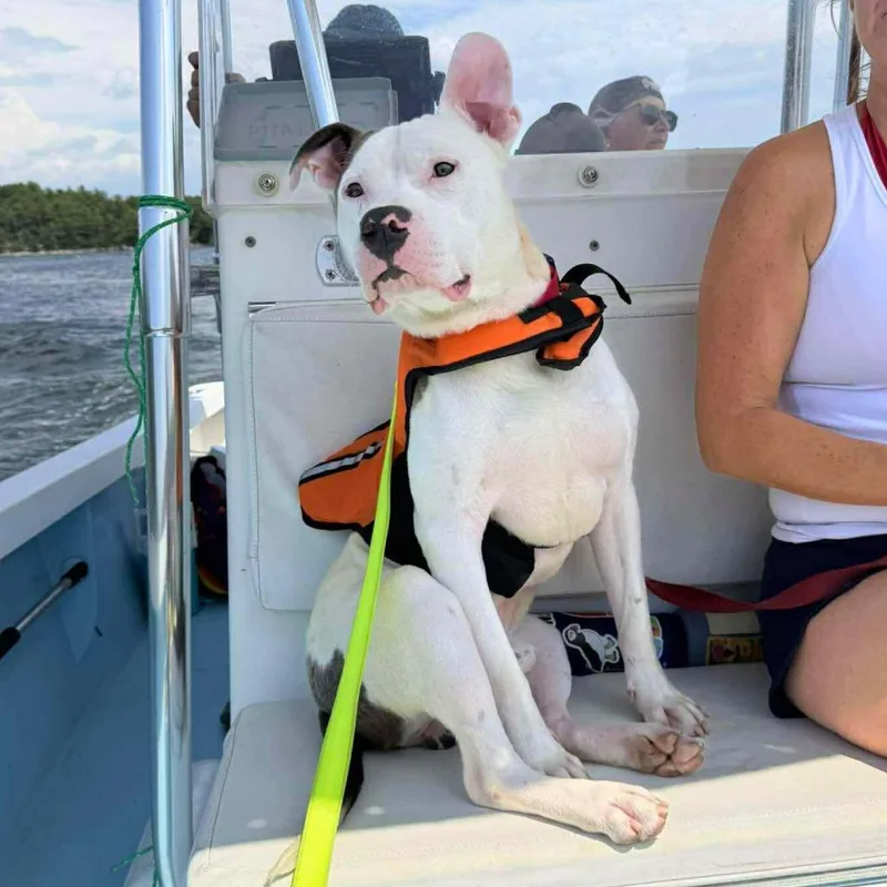 An adult medium-sized male White / Cream Mixed Breed dog named Will for adoption in South Portland, ME